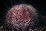 Sea Urchin (Echinus)